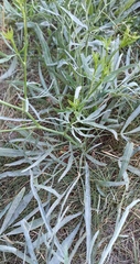 Falcaria vulgaris