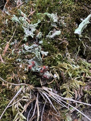 Cladonia bellidiflora