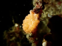 Phyllodesmium