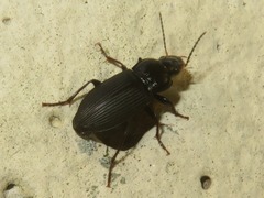 Anisodactylus binotatus