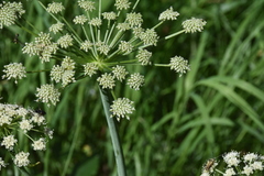 Ligusticum canbyi