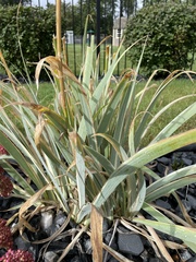 Digitaria ciliaris