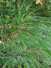 Pinus taeda