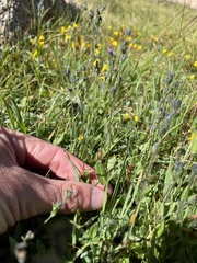 Veronica wormskjoldii