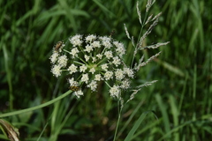 Ligusticum canbyi