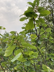 Frangula purshiana