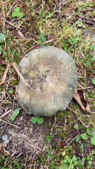 Heterophyllidia