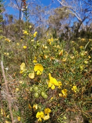 Gompholobium virgatum