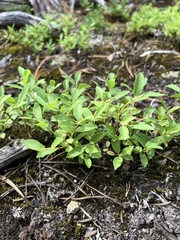 Vaccinium cespitosum