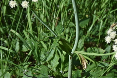 Ligusticum canbyi