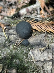 Annulohypoxylon
