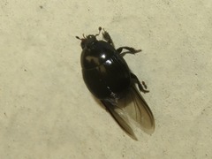 Margarinotus brunneus