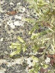 Brachythecium albicans