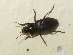 Anisodactylus binotatus