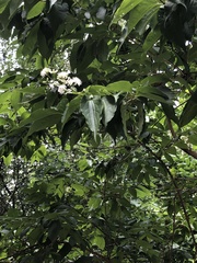 Heptacodium