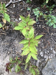 Vaccinium membranaceum