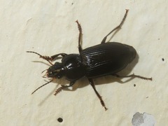 Anisodactylus binotatus