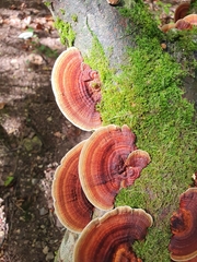 Daedaleopsis tricolor