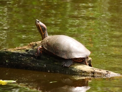 Trachemys callirostris