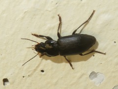Anisodactylus binotatus