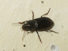 Anisodactylus binotatus