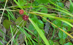 Rubus hispidus