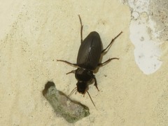 Anisodactylus binotatus