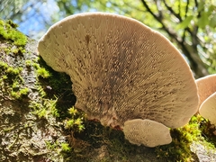 Daedaleopsis tricolor