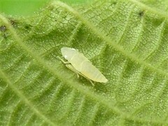 Cicadellinae