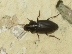 Anisodactylus binotatus