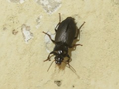 Anisodactylus binotatus