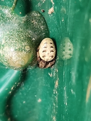 Larinioides cornutus