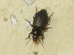Anisodactylus binotatus