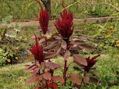 Amaranthus cruentus