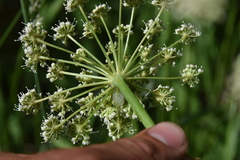Ligusticum canbyi