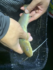 Siluriformes