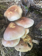 Hypholoma lateritium