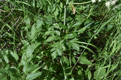 Ligusticum canbyi