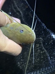 Siluriformes