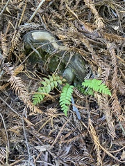 Polystichum munitum