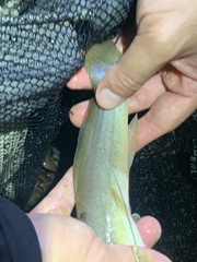 Siluriformes