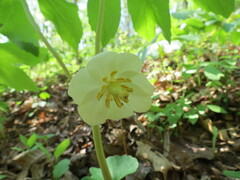Podophyllum peltatum