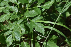 Ligusticum canbyi