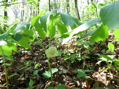 Podophyllum peltatum