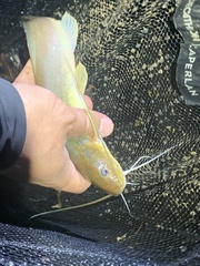 Siluriformes