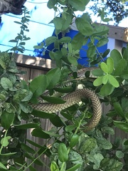 Masticophis flagellum testaceus