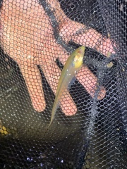 Gymnotiformes