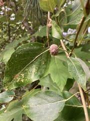 Pemphigus populicaulis