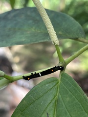 Gonodonta