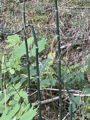 Equisetum
